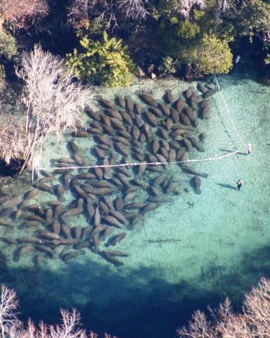 A swim with the manatees