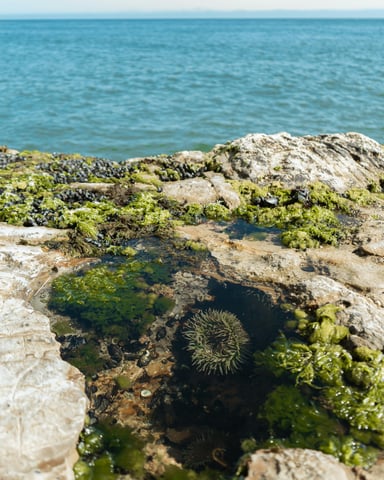 Tide pools at Treasure Island